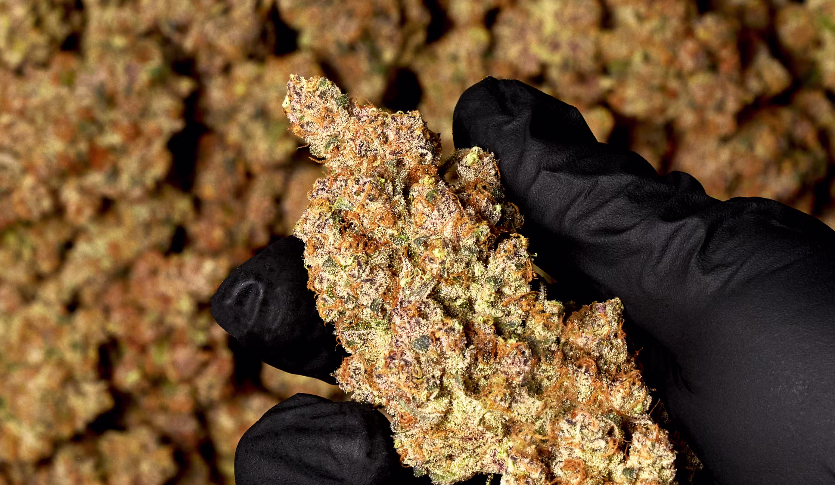 cannabis flower