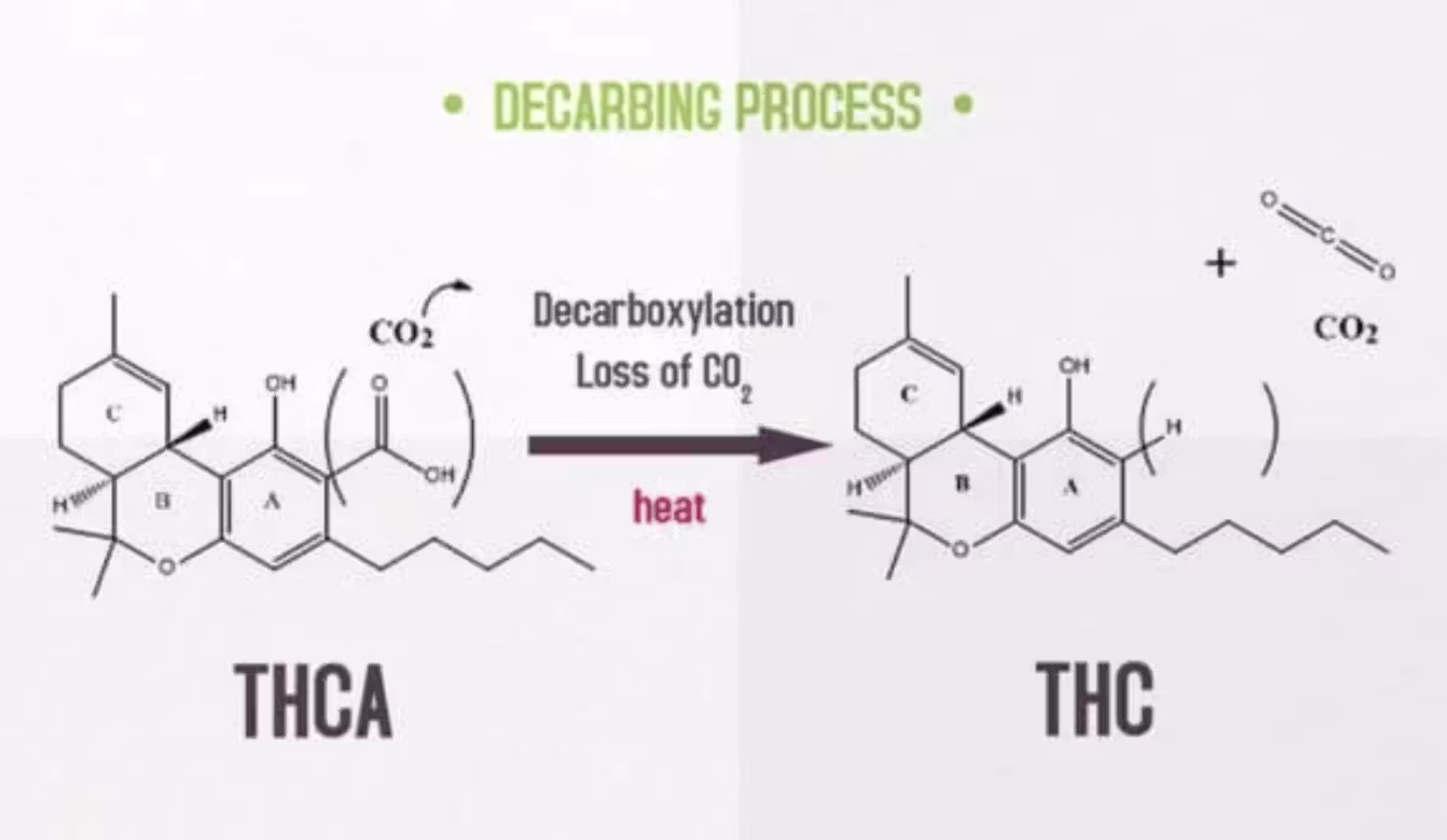 thca vs thc infograph
